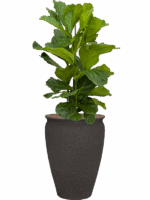 Ficus Lyrata In Mediterranean D 28 H 134 cm - PlantenShop24 - 29-08-2025