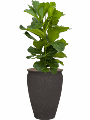 Ficus Lyrata In Mediterranean D 28 H 134 cm - PlantenShop24 - 29-08-2025