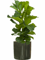 Ficus Lyrata In Plain Striped D 28 H 112 cm - PlantenShop24 - 29-08-2025
