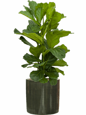 Ficus Lyrata In Plain Striped D 28 H 112 cm - PlantenShop24 - 29-08-2025