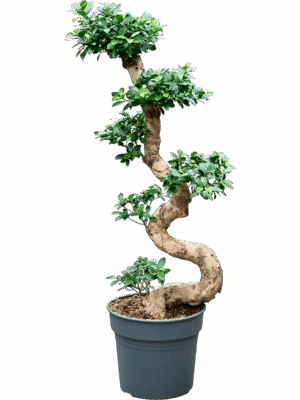 Ficus Microcarpa Compacta D 34 H 110 cm - PlantenShop24 - 29-08-2025