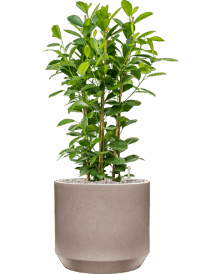 Ficus Microcarpa Moclame In Rotunda Urban D 24 H 99 cm - PlantenShop24 - 12-08-2025