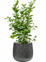 Ficus Microcarpa Moclame In Wave D 24 H 107 cm - PlantenShop24 - 14-08-2025