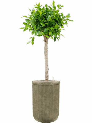 Ficus Microcarpa Nitida In Baq Vertical Rib D 30 H 188 cm - PlantenShop24 - 20-08-2025