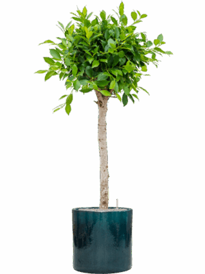Ficus Microcarpa Nitida  In Cylinder D 30 H 163 cm - PlantenShop24 - 13-08-2025