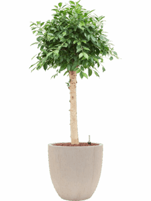 Ficus Microcarpa u2018Nitidau2019 In Baq Raindrop D 25 H 147 cm - PlantenShop24 - 19-08-2025