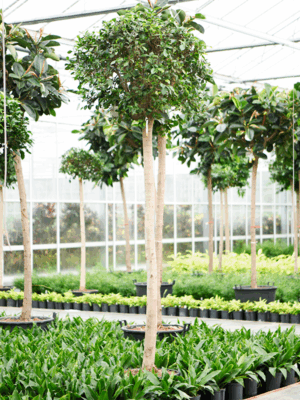 Ficus Microcarpa ‘Nitida’ D 45 H 300 cm - PlantenShop24 - 25-08-2025