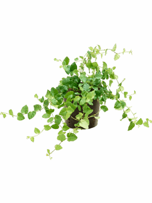 Ficus Pumila Green Sunny D 13 H 30 cm - PlantenShop24 - 18-08-2025