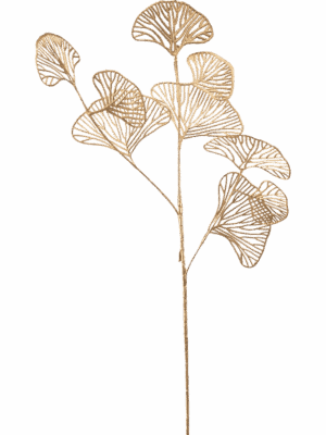 Ginkgo Skeleton H 66 cm - PlantenShop24 - 29-08-2025