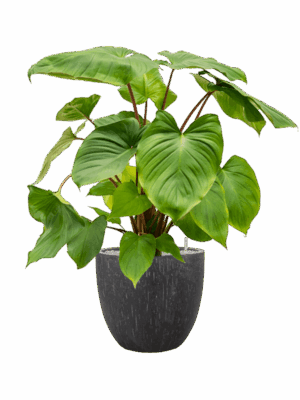 Homalomena Rubescens Maggy In Baq Raindrop D 24 H 95 cm - PlantenShop24 - 04-08-2025