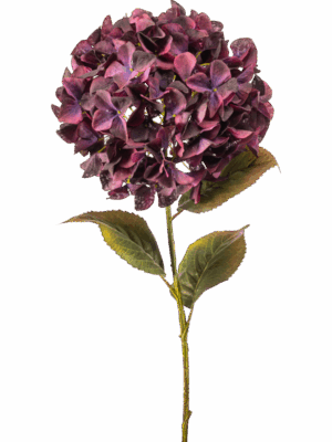 Hydrangea H 90 cm - PlantenShop24 - 29-08-2025