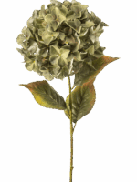 Hydrangea H 90 cm - PlantenShop24 - 29-08-2025