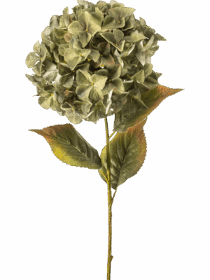 Hydrangea H 90 cm - PlantenShop24 - 29-08-2025