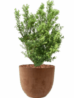 Ilex Crenata Dark Green In Artstone D 23 H 84 cm - PlantenShop24 - 12-08-2025