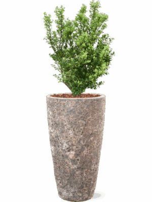 Ilex Crenata Dark Green In Baq Lava D 23 H 120 cm - PlantenShop24 - 12-08-2025