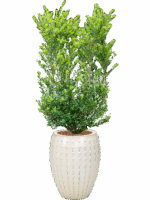 Ilex Crenata Dark Green In Laos D 26 H 156 cm - PlantenShop24 - 12-08-2025