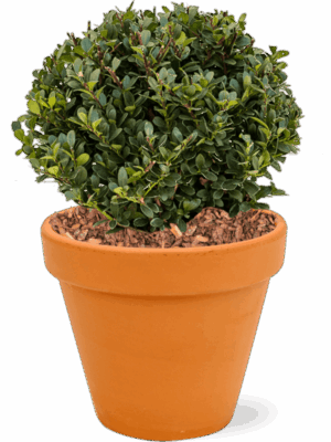 Ilex Crenata Dark Green In Terra Cotta D 23 H 43 cm - PlantenShop24 - 13-08-2025
