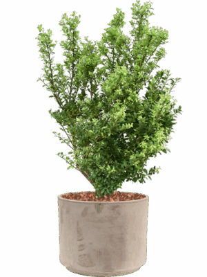 Ilex Crenata Dark Green In Terra Cotta D 23 H 80 cm - PlantenShop24 - 12-08-2025