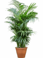 Kentia Howea Forsteriana D 60 H 260 cm - PlantenShop24 - 15-09-2025