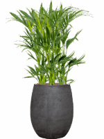 Kentia Howea Forsteriana In Baq Algar D 18 H 133 cm - PlantenShop24 - 01-09-2025