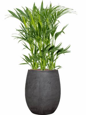 Kentia Howea Forsteriana In Baq Algar D 18 H 133 cm - PlantenShop24 - 01-09-2025