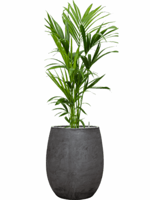 Kentia Howea Forsteriana In Baq Algar D 21 H 150 cm - PlantenShop24 - 01-09-2025