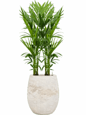 Kentia Howea Forsteriana In Baq Algar D 21 H 152 cm - PlantenShop24 - 12-08-2025