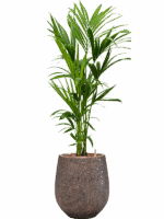 Kentia Howea Forsteriana In Baq Opus Hit D 21 H 140 cm - PlantenShop24 - 12-08-2025