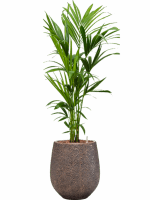 Kentia Howea Forsteriana In Baq Opus Hit D 21 H 140 cm - PlantenShop24 - 12-08-2025
