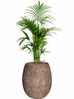 Kentia Howea Forsteriana In Baq Polystone Coated Plain D 25 H 146 cm - PlantenShop24 - 22-08-2025