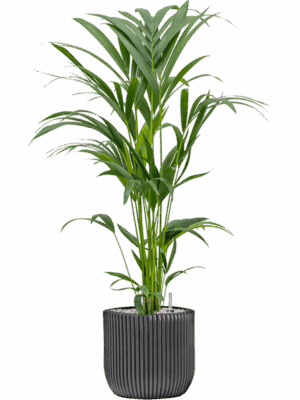 Kentia Howea Forsteriana In Capi Nature Groove D 19 H 91 cm - PlantenShop24 - 06-08-2025