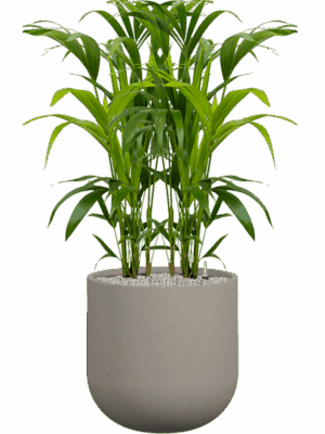 Kentia Howea Forsteriana In Rotunda Urban D 21 H 124 cm - PlantenShop24 - 01-09-2025