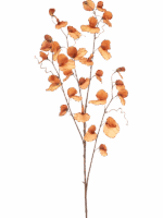 Lathyrus H 110 cm - PlantenShop24 - 29-08-2025
