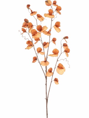Lathyrus H 110 cm - PlantenShop24 - 29-08-2025