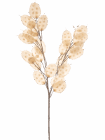 Lunaria H 70 cm - PlantenShop24 - 29-08-2025