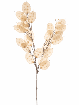 Lunaria H 70 cm - PlantenShop24 - 29-08-2025