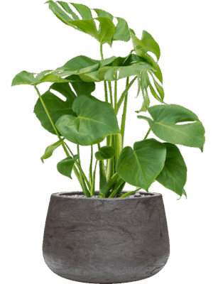 Monstera Deliciosa In Baq Algar D 19 H 73 cm - PlantenShop24 - 01-09-2025