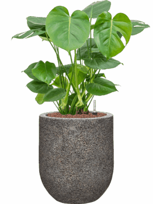 Monstera Deliciosa In Baq Naturescast D 22 H 77 cm - PlantenShop24 - 01-08-2025