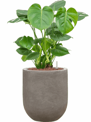 Monstera Deliciosa In Baq Nucast D 22 H 77 cm - PlantenShop24 - 01-08-2025