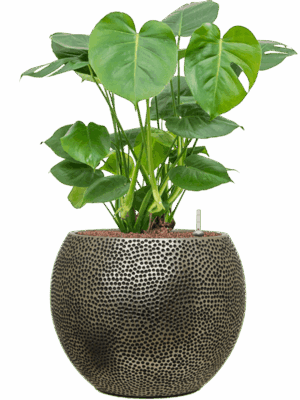 Monstera Deliciosa In Baq Opus Hit D 22 H 75 cm - PlantenShop24 - 01-08-2025
