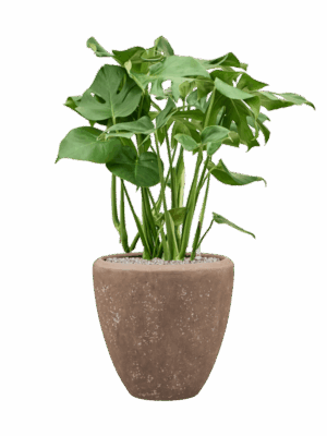 Monstera Deliciosa In Baq Polystone Plain D 30 H 98 cm - PlantenShop24 - 24-08-2025