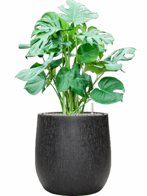 Monstera Deliciosa In Baq Raindrop D 30 H 102 cm - PlantenShop24 - 04-08-2025