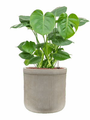 Monstera Deliciosa In Baq Vertical Rib D 22 H 74 cm - PlantenShop24 - 01-08-2025