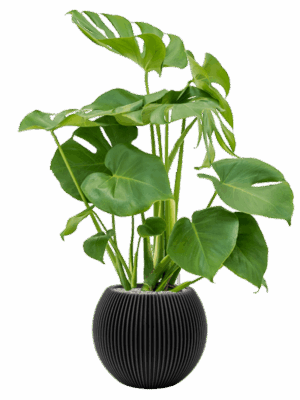 Monstera Deliciosa In Capi Nature Groove D 19 H 94 cm - PlantenShop24 - 21-08-2025