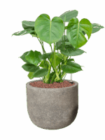 Monstera Deliciosa In Cement D 22 H 70 cm - PlantenShop24 - 01-08-2025