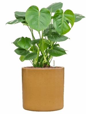 Monstera Deliciosa In Cylinder D 22 H 73 cm - PlantenShop24 - 01-08-2025