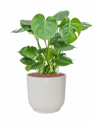Monstera Deliciosa In Vibes Fold D 22 H 68 cm - PlantenShop24 - 01-08-2025