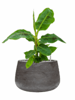 Musa Dwarf Cavendish In Baq Algar D 21 H 61 cm - PlantenShop24 - 01-09-2025