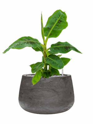 Musa Dwarf Cavendish In Baq Algar D 21 H 61 cm - PlantenShop24 - 01-09-2025