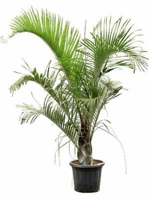 Neodypsis Decaryi D 38 H 190 cm - PlantenShop24 - 25-08-2025